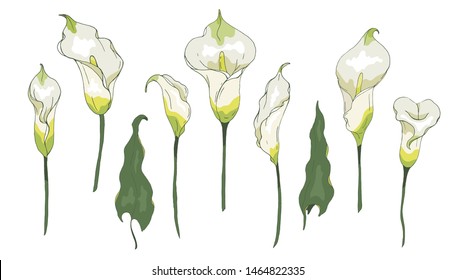 Vector set with Calla lily flower or Zantedeschia, isolated on white background.