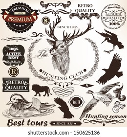 Vector set of calligraphic elements for design. Calligraphic vector