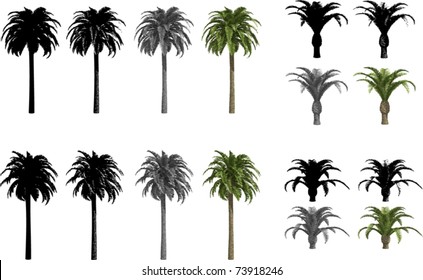 Vector set of Canary Date Palms