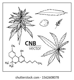 Vector set of cannabis elements and chemical formula. Black outline isolated on a white background. For chemistry, schemes, business, design, botanical books, books about herbs, textbooks.