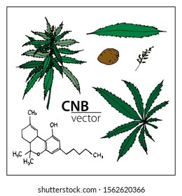 Vector set of cannabis elements and chemical formula. Black outline isolated on a white background, colored. For chemistry, schemes, business, design, botanical books, books about herbs, textbooks.