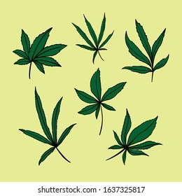 Vector set of cannabis green leaves isolated on white. Hand drawn botanical illustration on yelow background
