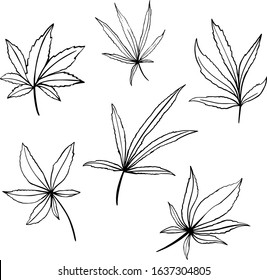 Vector set of cannabis leaves isolated on white. Hand drawn botanical illustration of hemp in sketch style