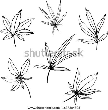 Vector set of cannabis leaves isolated on white. Hand drawn botanical illustration of hemp in sketch style