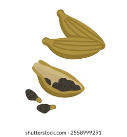 Vector set of cardamom with seeds. Spice logo on white background. Natural aromatic spices for food and drinks