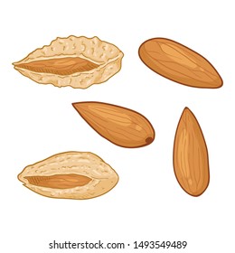 Vector Set of Cartoon Almond Nuts. In Shell and Peeled Variations