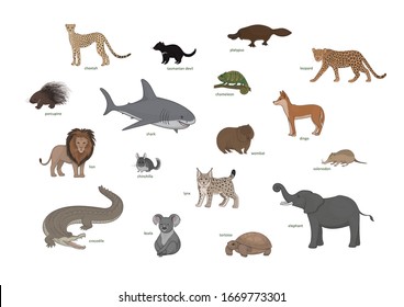 Vector set of cartoon animals isolated on a white background. Cheetah, platypus, leopard, porcupine, shark, chameleon, dingo, lion, chinchilla, wombat, tortoise, lynx, crocodile, koala