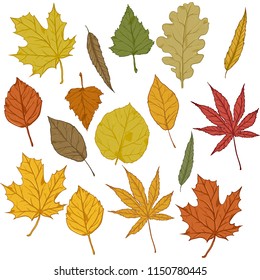 Vector Set of Cartoon Autumn Tree Leaves. Leaf Types Collection.