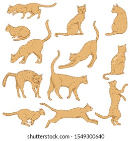 Vector Set of Cartoon Cats. Different Feline Poses and Variation.