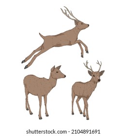 Vector Set of Cartoon Deer Illusrations