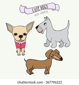 Vector set of cartoon dogs - dachshund, Scottish Terrier and chihuahua on white background.