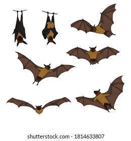 Vector Set of Cartoon Flying Foxes. Bats Illustrations.