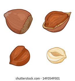 Vector Set of Cartoon Hazelnuts. Whole and Peeled Variations