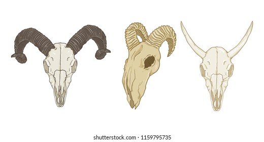 Vector Set of Cartoon Horned Animal Skulls. Mammals Craniums.