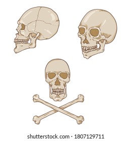 Vector Set Of Cartoon Human Skull Illustrations