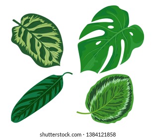 Vector set of cartoon illustration of exotic plant leaves. Tropical houseplants  icon isolated on white background for web, print, decoration, design, sale, party, summer poster, design.