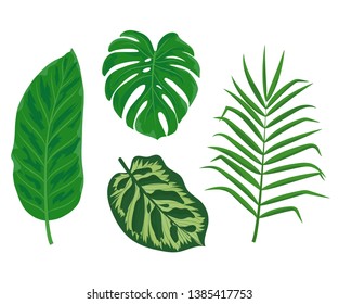 Vector set of cartoon illustration of tropic palm tree and exotic plants leaves. Tropical plant icon isolated on white background for web, print, decoration, design, sale, party, summer poster, design