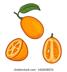 Vector Set of Cartoon Kumquat Fruits. Whole, Peeled and Sliced