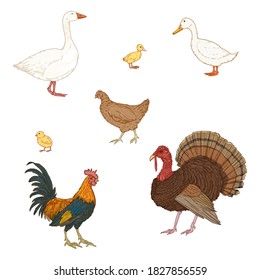Juego de vectores de aves de corral. Aves de granja.