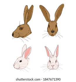 Vector Set of Cartoon Rabbits and Hares Heads