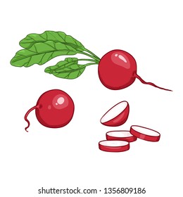 Vector Set of Cartoon Radish Illustrations