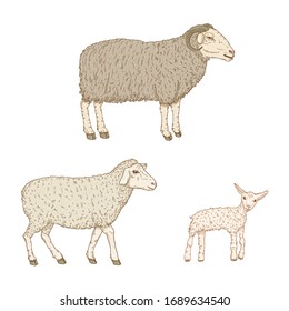 Vector Set of Cartoon Ram, Sheep and Lamp Illustrations