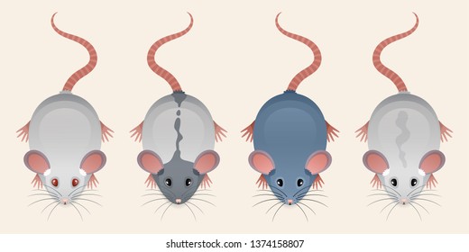 Vector set of cartoon rat. Illustration of the albino rat with bright red eyes. The fancy hooded rat.