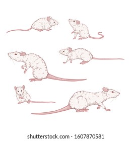 Vector Set of Cartoon White Rats and Mouses. Albino Rodents Illustration.