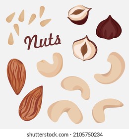 Vector set of cashews, almonds, hazelnuts, pine nuts isolated on white background.
