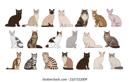Vector Set Of Cat Breeds