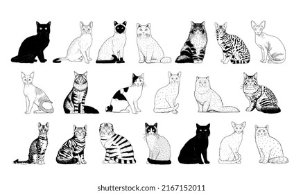 Vector Set Of Cat Breeds