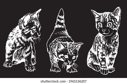 Conjunto vectorial de gatos sobre fondo negro, gráficos