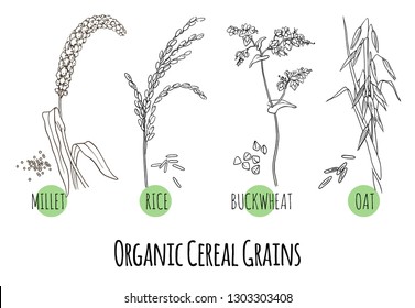 Vector set of cereal grains and plants sketches: oat, rice, buckwheat and millet. Healthy food, bio, organic, natural product