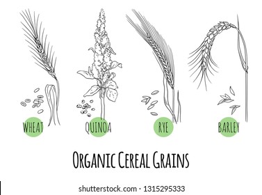 Conjunto vectorial de cereales y bocetos vegetales: trigo, quinua, centeno y cebada. Alimentos saludables, productos biológicos, orgánicos y naturales