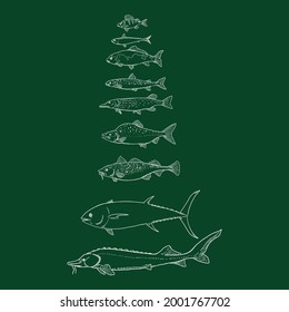 Vector Set of Chalk Fish. Sea, River and Lake Types.