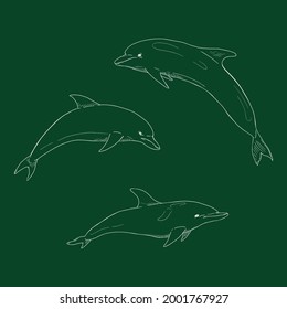 Vector Set of Chalk Sketch Dolphin
