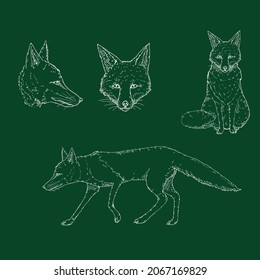 Vector Set of Chalk Sketch Fox Illustrations