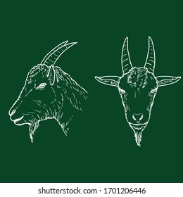 Vector Set of Chalk Sketch Goat Head Illustrations