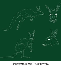 Vector Set of Chalk Sketch Kangaroo