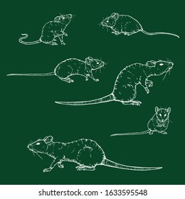 Vector Set of Chalk Sketch Rats and Mouses Illustrations