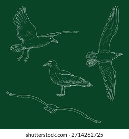 Conjunto vetorial de esboço de giz Pássaros gaivota ilustrações