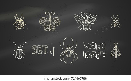 Vector set of chalk woodland insects. Hand-drawn butterfly, ladybird, ant, spider, bee, bug, and moth on blackboard background.