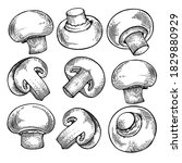 Vector set of champignon mushrooms, black and white graphics drawn in vintage style, engraving, gourmet cuisine, vegetarian, autumn mushrooms isolated on a white background for print, cookbook