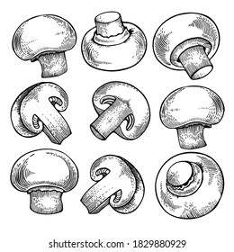 Vector set of champignon mushrooms, black and white graphics drawn in vintage style, engraving, gourmet cuisine, vegetarian, autumn mushrooms isolated on a white background for print, cookbook