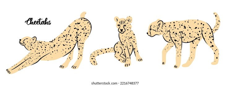 Vector set of cheetahs in different poses