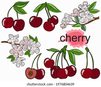Vector set of cherries. Berries, bunches and flowering tree branches. Bright red fruits, pink flowers, collection. Hand drawing.