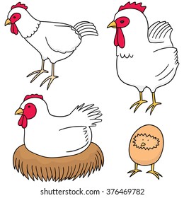 vector set of chicken