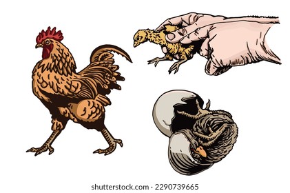 Vector set of chicks  and rooster isolated on white, vector color elements, poultry