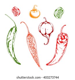 Vector set of Chili peppers. Ink drawn vector illustration in sketch style. Elements are isolated. 