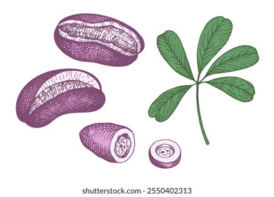 Vector preparado con Chocolate vid, o cinco hojas Akebia (Akebia quinata) con frutas, hojas. Dibujado a mano grabado comestible y planta exótica asiática medicinal. Comida, bebida, ingrediente. Elementos para el logotipo, signo